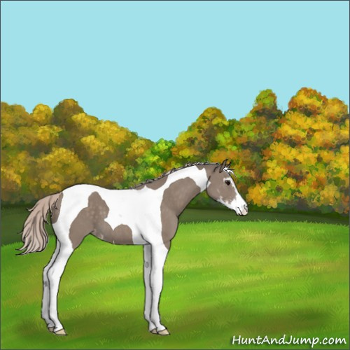 Horse Color:Silver Grullo Sabino Tobiano Varnish