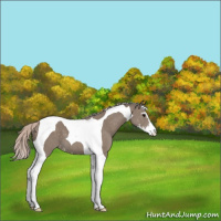 Horse Color:Silver Grullo Sabino Tobiano Varnish 