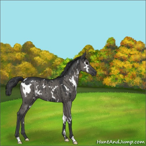 Horse Color:White Spotted Grullo Brindle