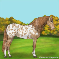 Horse Color:Red Dun Appaloosa  and Gray Red Dun Appaloosa 