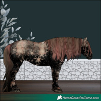 Horse Color:Void Plaid  White Spotted Liver Red Dun Splash Rabicano 