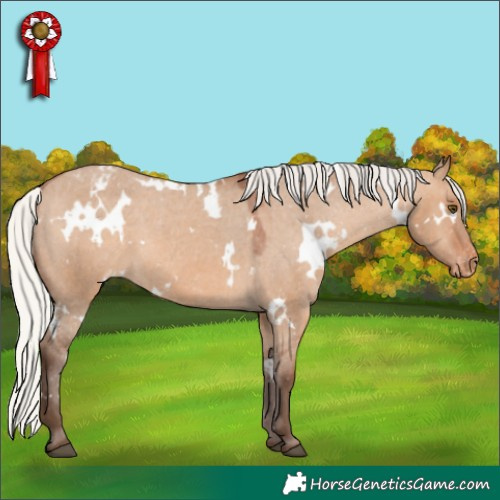 Horse Color:White Spotted Silver Bay Dun Appaloosa 