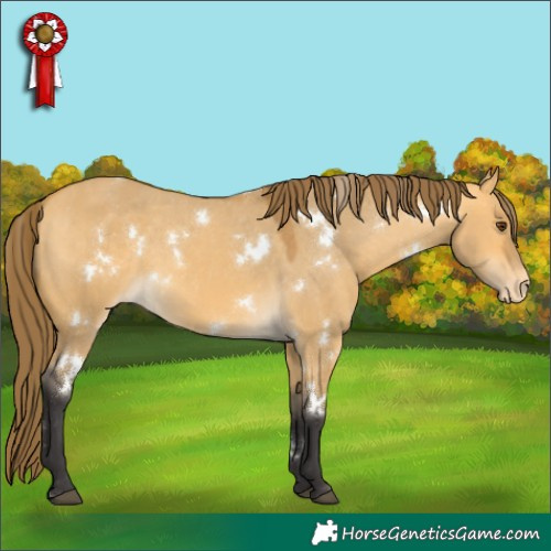 Horse Color:White Spotted Buckskin Dun Appaloosa 