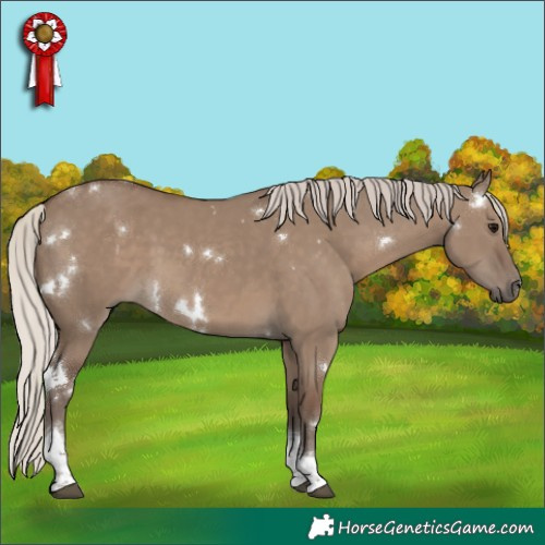 Horse Color:White Spotted Silver Grullo Tobiano 