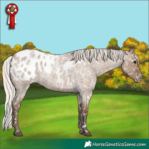 Horse Color:White Spotted Silver Grullo Roan Appaloosa 