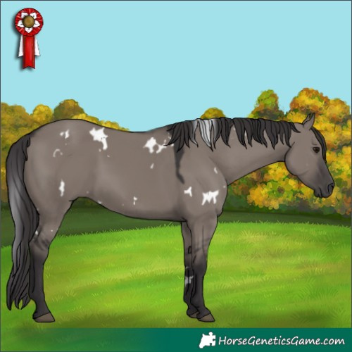 Horse Color:White Spotted Smoky Grullo 