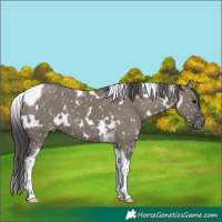 Horse Color:White Spotted Grullo Tobiano Appaloosa