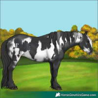Horse Color:Black  and Black Frame 