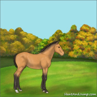 Horse Color:Buckskin Rabicano 