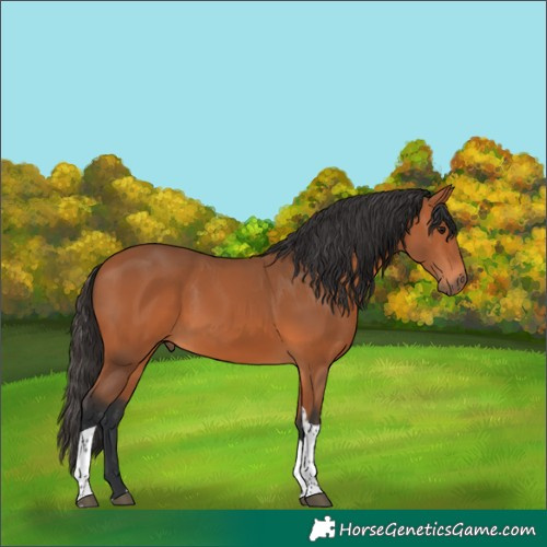 Horse Color:Bay Tobiano Rabicano 