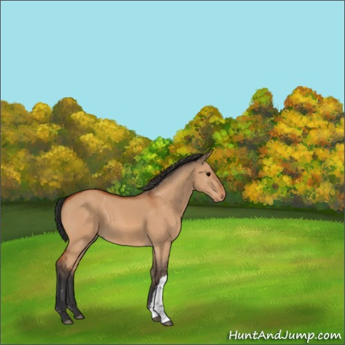 Horse Color:Bay Dun 