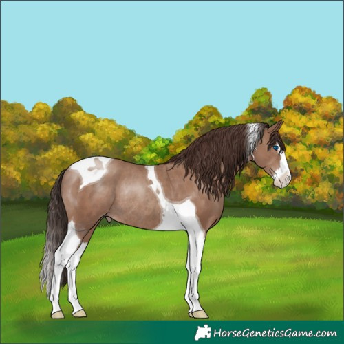 Horse Color:Classic Champagne Splash Tobiano Rabicano 