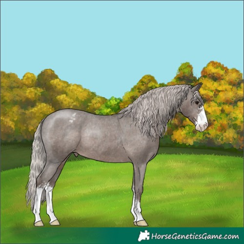 Horse Color:Silver Black Sabino Appaloosa Rabicano 