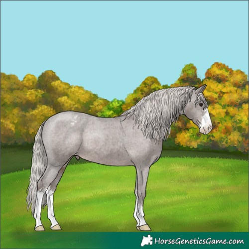 Horse Color:Silver Black Sabino Appaloosa Rabicano 
