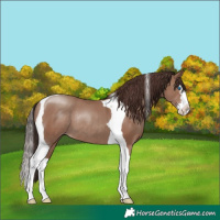 Horse Color:Classic Champagne Splash Tobiano Rabicano 