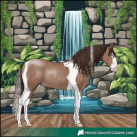 Horse Color:Classic Champagne Splash Tobiano Rabicano 