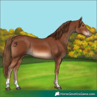 Horse Color:Chestnut  and Chestnut 