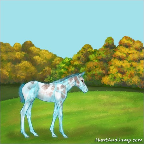Horse Color:ERROR: UNKNOWN ANOMALY