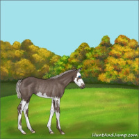 Horse Color:Silver Black Splash Rabicano
