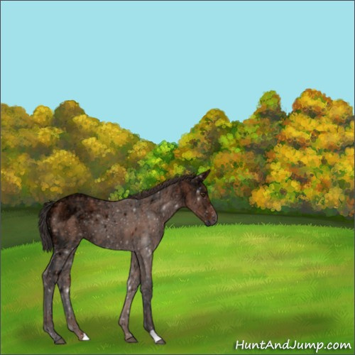 Horse Color:Bay Ice
