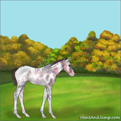 Horse Color:Nacre White Spotted Brown Ice Onyx Appaloosa 