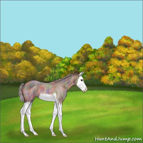 Horse Color:Nacre Chocolate Palomino Roan Splash