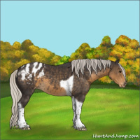 Horse Color:Silver Smoky Black Tobiano Appaloosa 