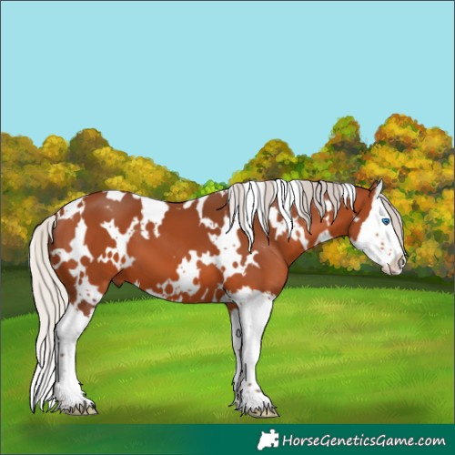 Horse Color:White Spotted Silver Bay Splash 
