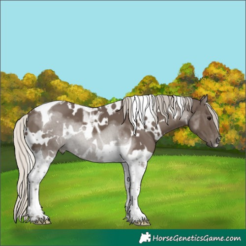 Horse Color:White Spotted Silver Smoky Black Tobiano 