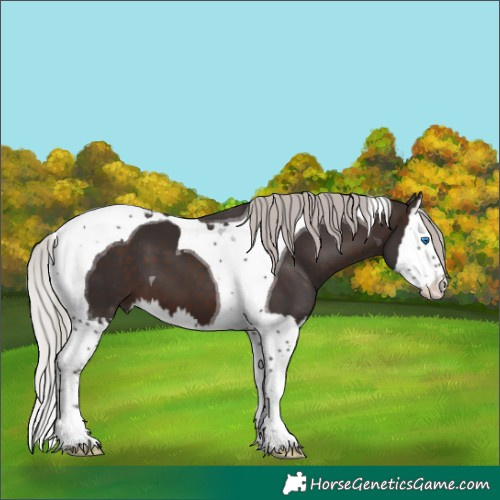 Horse Color:Silver Brown Splash Tobiano 
