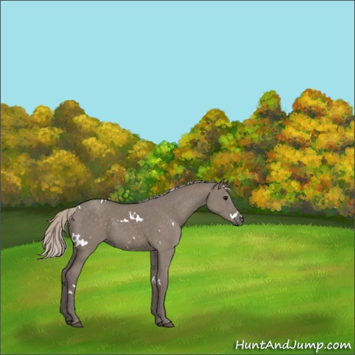 Horse Color:White Spotted Silver Grullo 