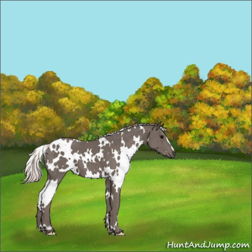 Horse Color:White Spotted Silver Black 