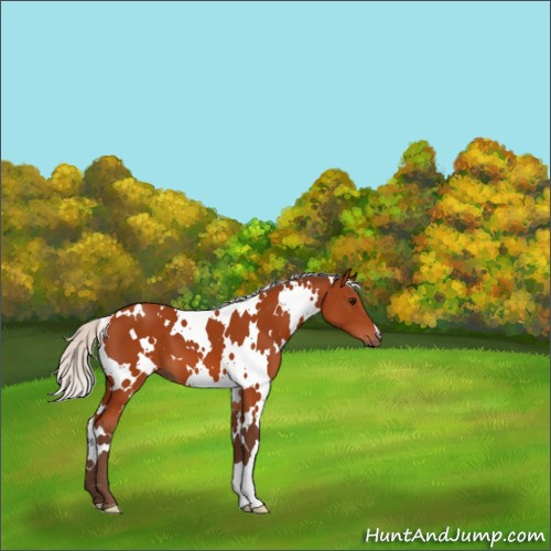 Horse Color:White Spotted Silver Bay 