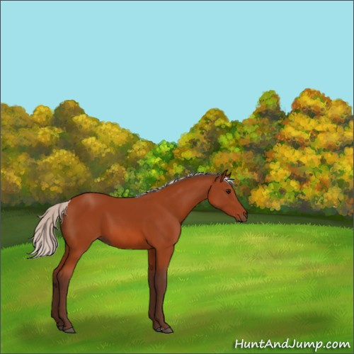 Horse Color:Silver Bay 