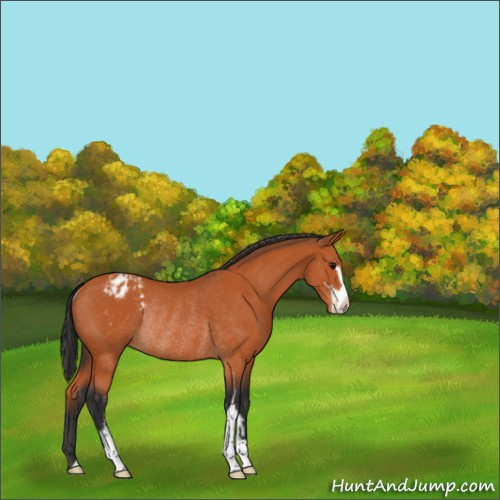 Horse Color:Bay Sabino Appaloosa Rabicano 