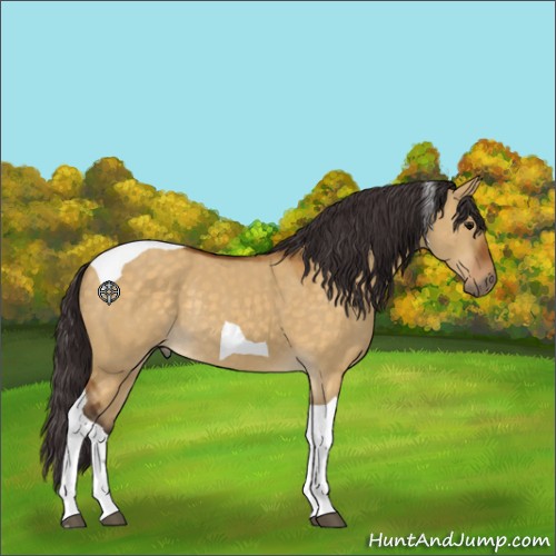 Horse Color:Buckskin Dun Tobiano Rabicano 