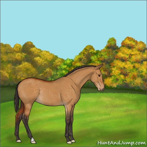 Horse Color:Buckskin Dun Rabicano 