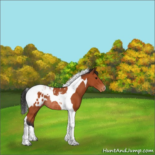 Horse Color:Bay Tobiano Appaloosa Rabicano 