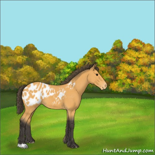 Horse Color:Buckskin Appaloosa 