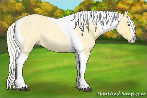 Horse Color:Palomino Roan Dun Splash Tobiano 
