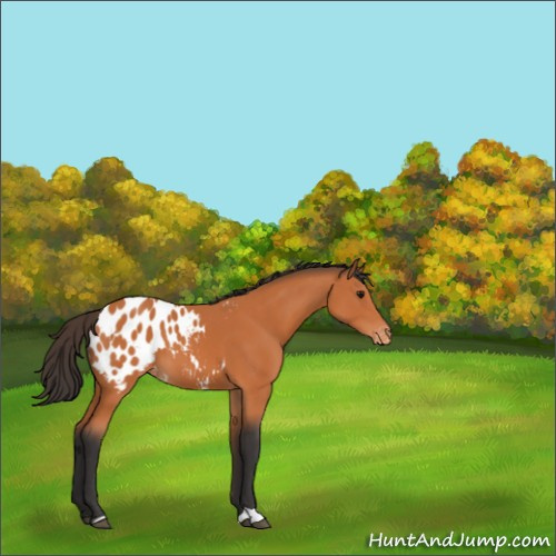 Horse Color:Bay Appaloosa 