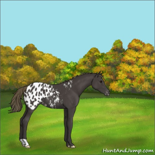 Horse Color:Smoky Black Appaloosa 