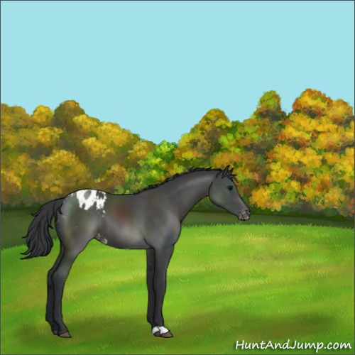 Horse Color:Black Appaloosa