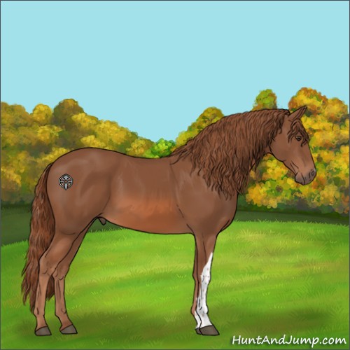 Horse Color:Chestnut 
