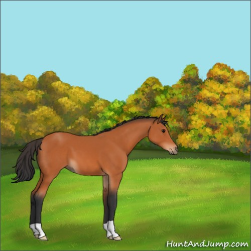 Horse Color:Bay 