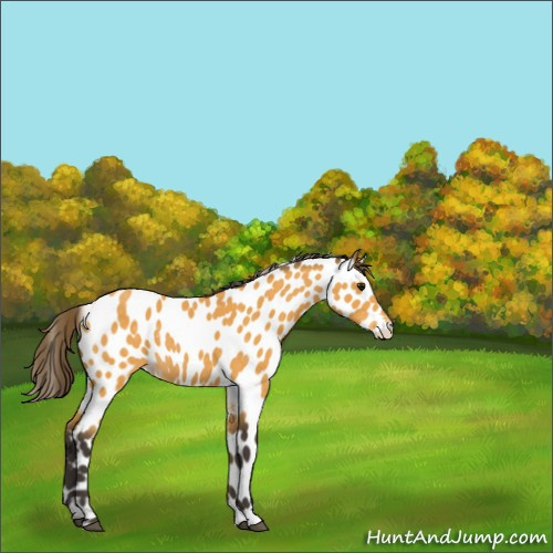 Horse Color:Buckskin Appaloosa 