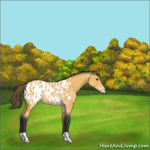 Horse Color:Buckskin Appaloosa 