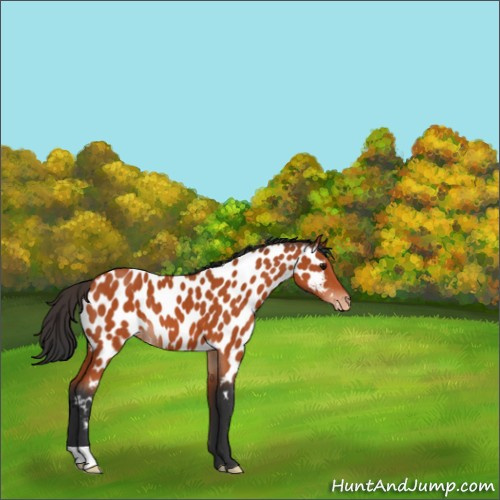 Horse Color:Bay Appaloosa