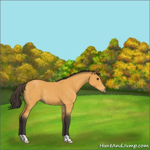 Horse Color:Buckskin 