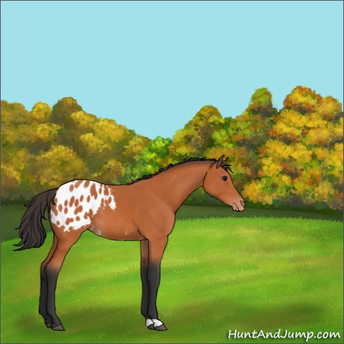 Horse Color:Bay Appaloosa 